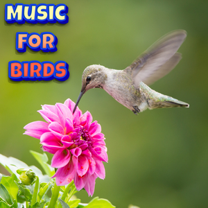 Calming Music for Birds