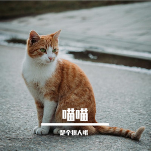 喵喵