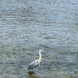 父より～三回忌に読んでください～