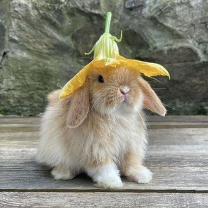 harborly peacefielder