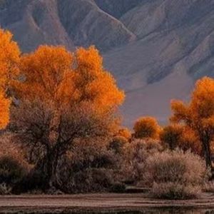 平行线怎能硬要弯曲成同心圆