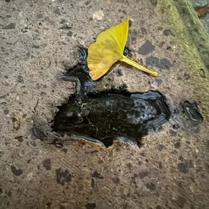 心甘情愿被你毁灭（prod undislove）