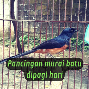 Pancingan Murai Batu Dipagi Hari (Live)