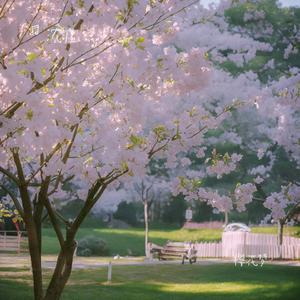 樱花梦