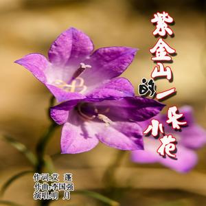 紫金山的一朵小花