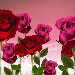 Beautiful Diary