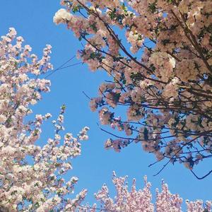 我还有点小糊涂（cover 刘晨）