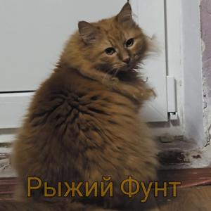 Рыжий Фунт