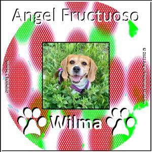 Wilma