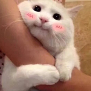 酒茨·吾友（Cover 曲：八重樱）