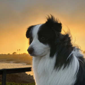 孤独的牧羊犬 (降速版)