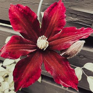 The Monkeys and the Moon (feat. Faye Stanley)