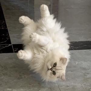 我的猫会翻跟斗