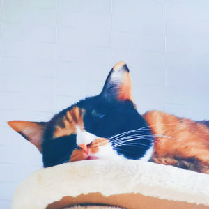 三花小姐的日常