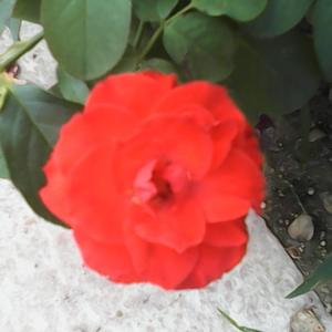 党是太阳我是花