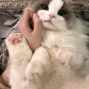 诗の和弦