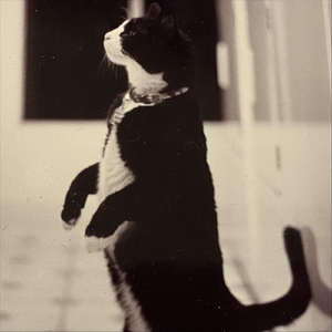 Catwalkin