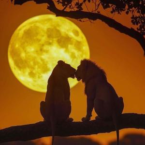 Someone You Loved (Afro Soul)