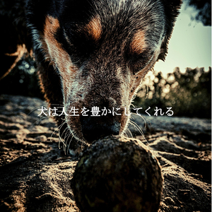 Sort (Fun Workspaces)