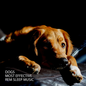 2hz Dogs Experience Music