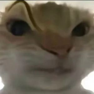 不潮不用哈钱（哈基米）