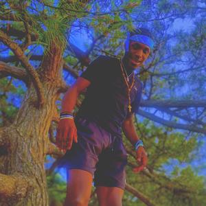 Tree Top Aves