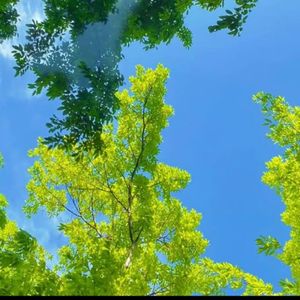 梦幻的午后旋律