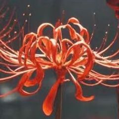 简（吉他伴奏）