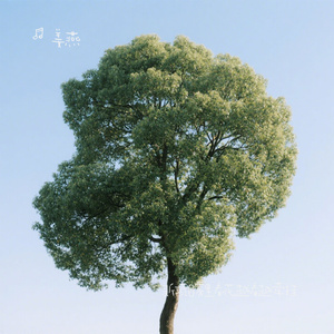 新项目雾里看花越看越牵挂