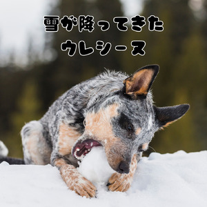 雪が降ってきた、ウレシーヌ