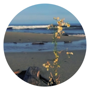 どうせバルコニー