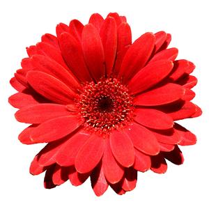 M'ANVI GEN MENNAJ TOU