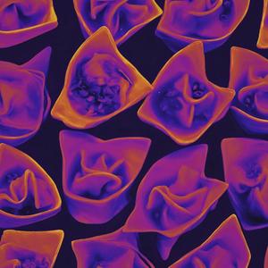 WONTON (feat. Anangga)