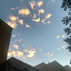 再见吧喵小姐（翻自 猫大）