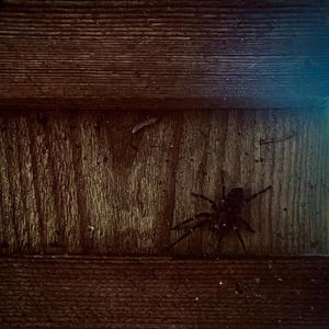 Bipolar (feat. T.O.Mur)