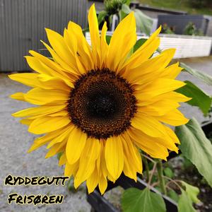 Frisøren