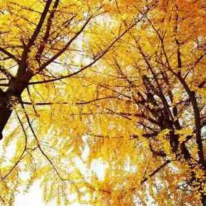 各自安好（prod.by Furyl）