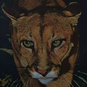 Du är en sådan besvikelse