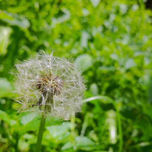 Sólo Hasta Olvidarte