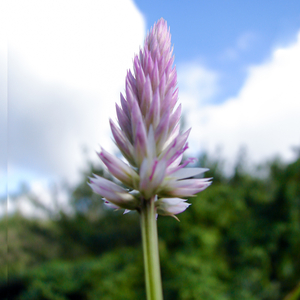 Loi Hua Xa Xoi (Beat)