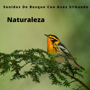 Burbujas De Agua Calmantes