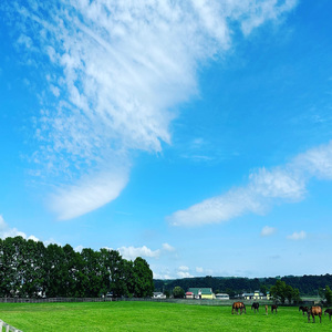 ナツノネ (The Story)