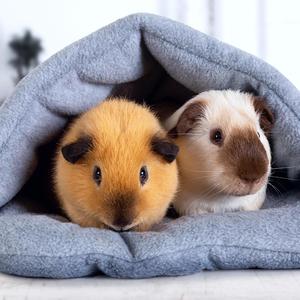 Ein träumendes Meerschweinchen | Relax my guinea pig