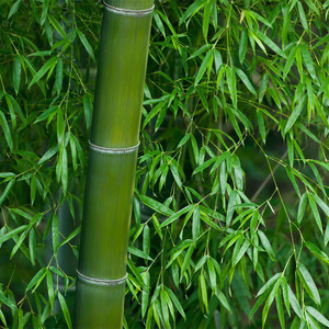 清心普善咒 (Inst.)