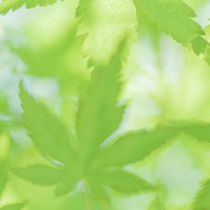 苦禅鹰隼的雄健