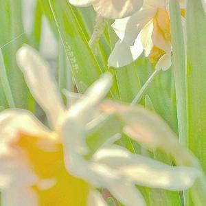 让我做你的眼睛