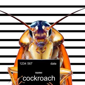 Cockroach