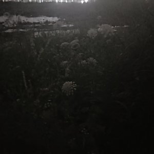 呓语（feat.Sighbird）