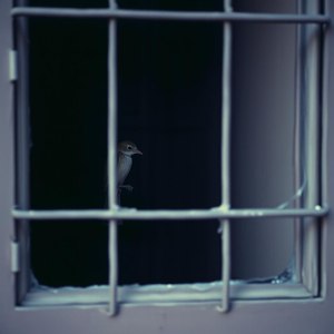 Запертая-птица