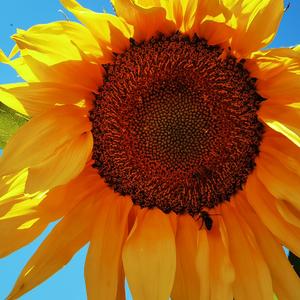 淡淡给四月的十二行诗